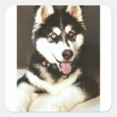 Siberian Baby Huskey Pet Dog Foto Postkarte Quadratischer Aufkleber (Vorderseite)