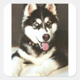 Siberian Baby Huskey Pet Dog Foto Postkarte Quadratischer Aufkleber