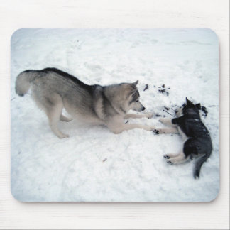 Siberian Huskies - Mousepad
