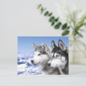 Siberian Huskies Postkarte (Stehend Vorderseite)
