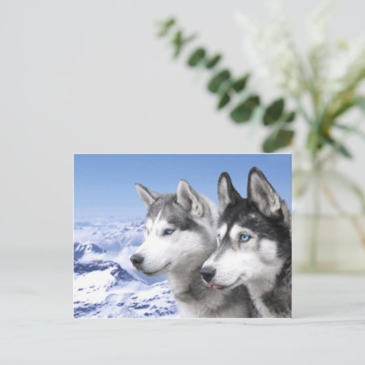 Siberian Huskies Postkarte (Stehend Vorderseite)