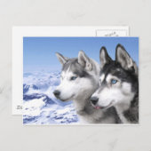 Siberian Huskies Postkarte (Vorne/Hinten)