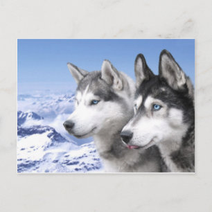 Siberian Huskies Postkarte