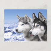 Siberian Huskies Postkarte (Vorderseite)