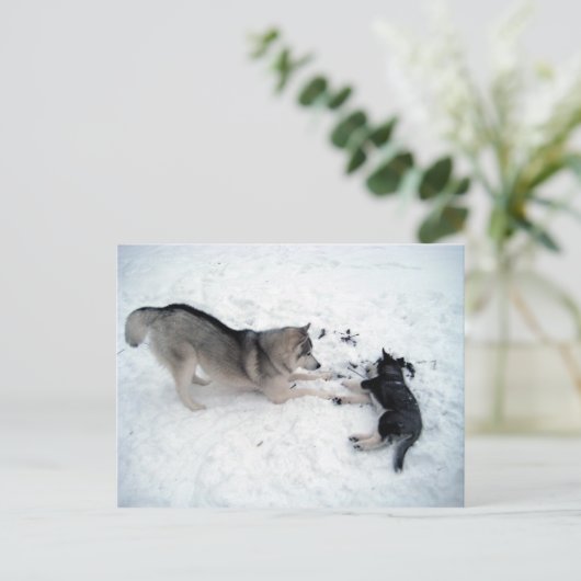 Siberian Huskies Postkarte (Stehend Vorderseite)