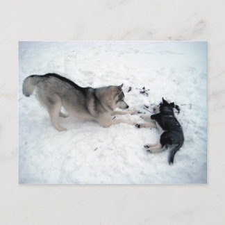 Siberian Huskies Postkarte