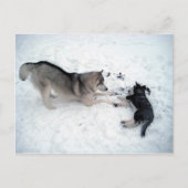 Siberian Huskies Postkarte (Vorderseite)
