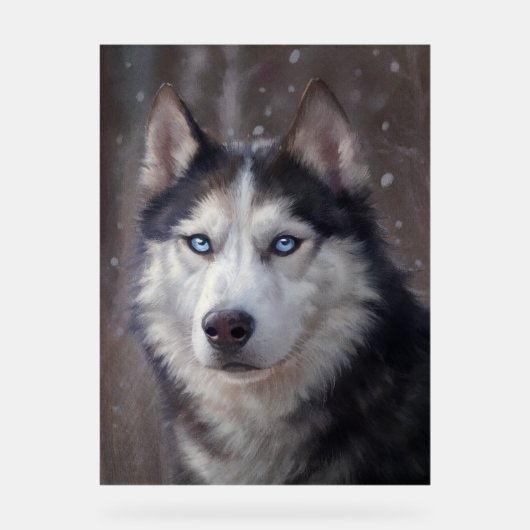 Siberian Husky Acrylschild (Vorderseite)