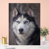 Siberian Husky Acrylschild (Hochzeit)