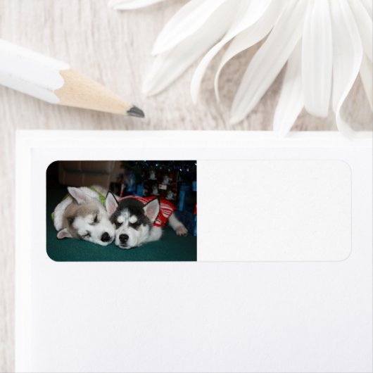 Siberian Husky Address lables (Insitu)