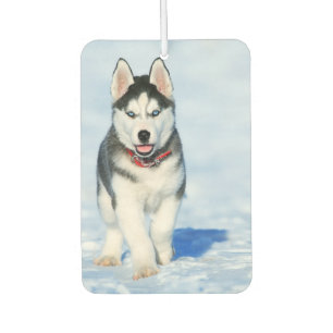 Siberian Husky Autolufterfrischer