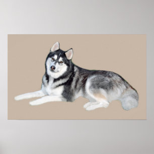 Siberian Husky Beautiful Print Poster