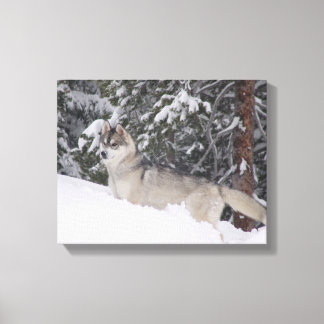 Siberian Husky Canvas Print Leinwanddruck