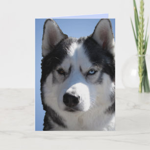 Siberian Husky Card / Alaskan Malamute Card Leere Feiertagskarte