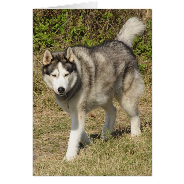 Siberian Husky Dog (Vorne)