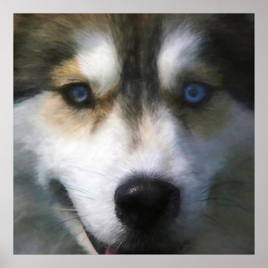 SIBERIAN HUSKY DOG "FAR EYES" POSTER (Vorne)