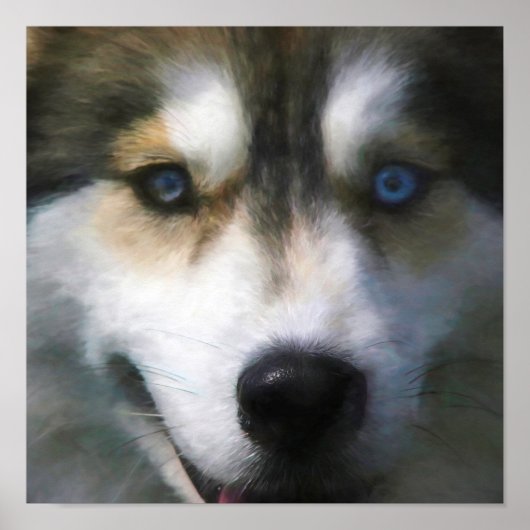 SIBERIAN HUSKY DOG "FAR EYES" POSTER (Vorne)