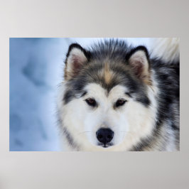 Siberian Husky Dog Gesichtsfotografie Poster