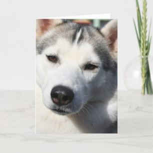 Siberian Husky Dog Grußkarte Karte