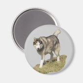 Siberian Husky Dog Magnet (Vorderseite/Rückseite)