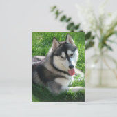 Siberian Husky Dog Postcard Postkarte (Stehend Vorderseite)