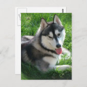 Siberian Husky Dog Postcard Postkarte (Vorne/Hinten)