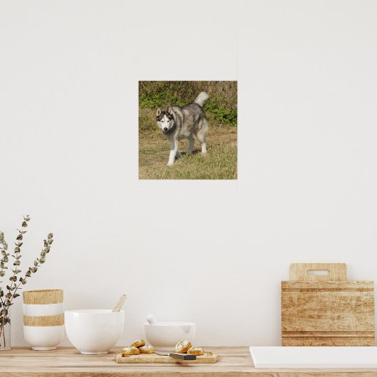 Siberian Husky Dog Poster (Küche)