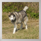 Siberian Husky Dog Poster (Vorne)