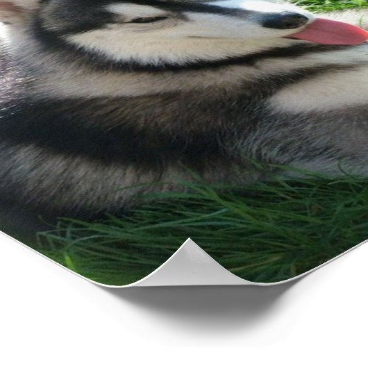 Siberian Husky Dog Print Poster (Ecke)