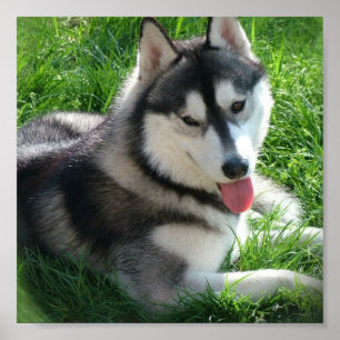 Siberian Husky Dog Print Poster