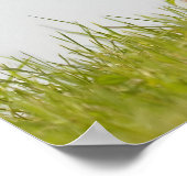 Siberian Husky Dog Schöne Fotografie Poster (Ecke)