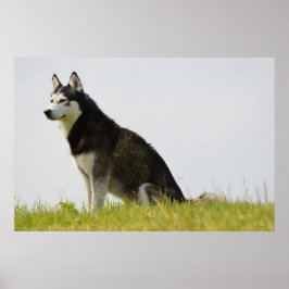 Siberian Husky Dog Schöne Fotografie Poster