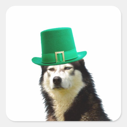 Siberian Husky Dog St. Patrick's Day Quadratischer Aufkleber (Vorderseite)
