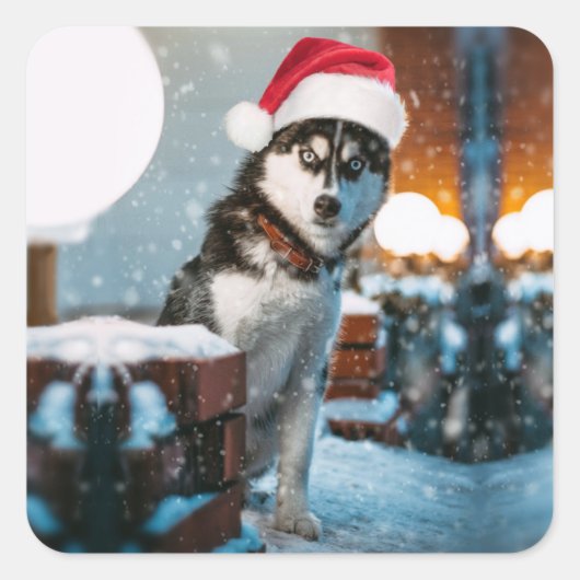 Siberian Husky dog wearing santa hat Quadratischer Aufkleber (Vorderseite)
