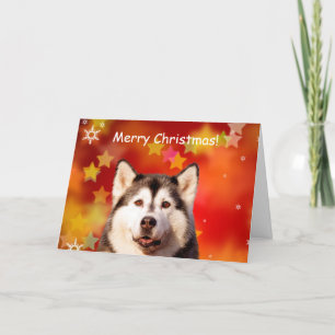 Siberian Husky Dog Weihnachtsstars Schneeflocken Feiertagskarte