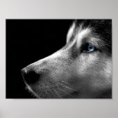 Siberian Husky Face Poster (Vorne)