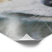 SIBERIAN HUSKY "FAR EYES" FOTODRUCK (Ecke)