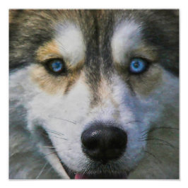 SIBERIAN HUSKY "FAR EYES" FOTODRUCK