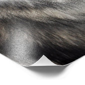 Siberian Husky Fotodruck (Ecke)