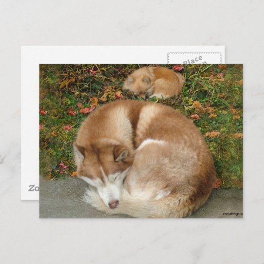 Siberian Husky & German Klein Spitz Spitz Postkarte (Vorne/Hinten)