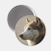 Siberian Husky Hogs Magnet (Vorderseite/Rückseite)