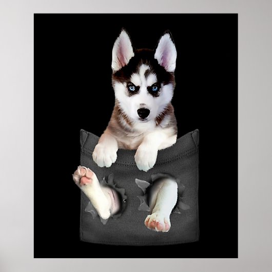 Siberian Husky In Pocket Puppy Poster (Vorne)