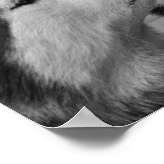 Siberian Husky Love Poster (Ecke)