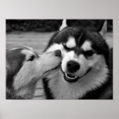Siberian Husky Love Poster (Vorne)