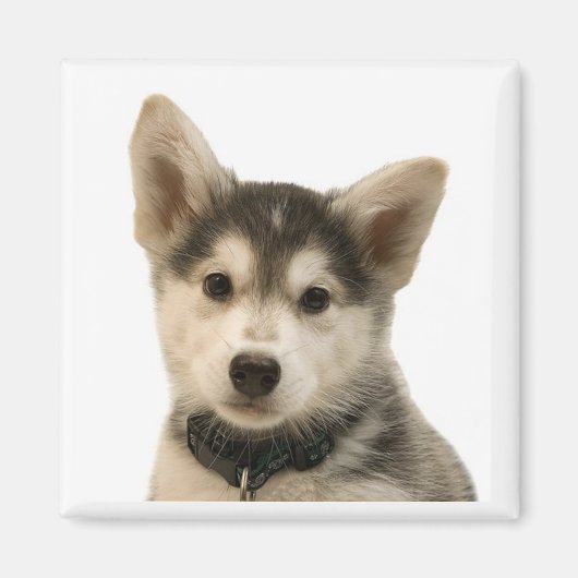 Siberian Husky Magnet (Vorne)