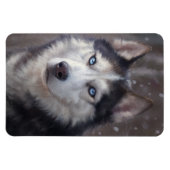 Siberian Husky Magnet (Horizontal)