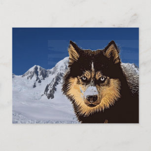 Siberian Husky Postcard Postkarte