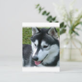 Siberian Husky Postcard Postkarte (Stehend Vorderseite)