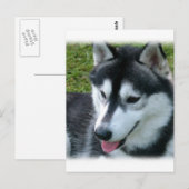 Siberian Husky Postcard Postkarte (Vorne/Hinten)