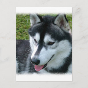 Siberian Husky Postcard Postkarte
